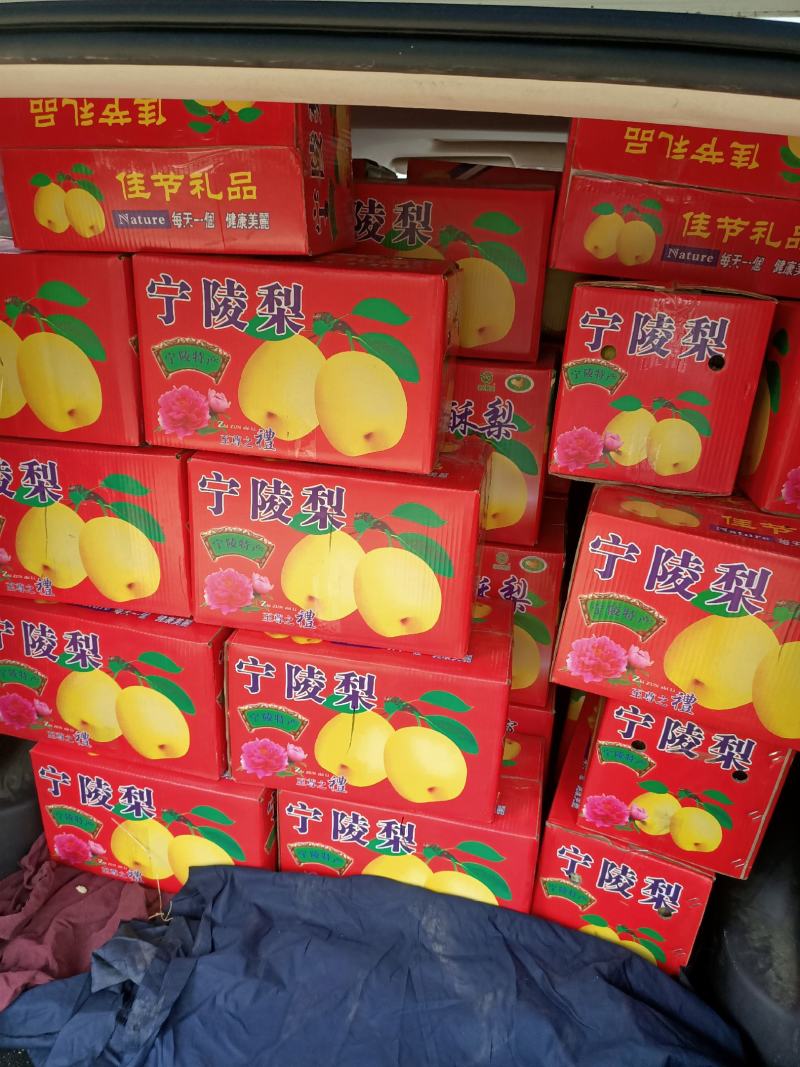 宁陵酥梨，皮薄核小肉多酥甜
