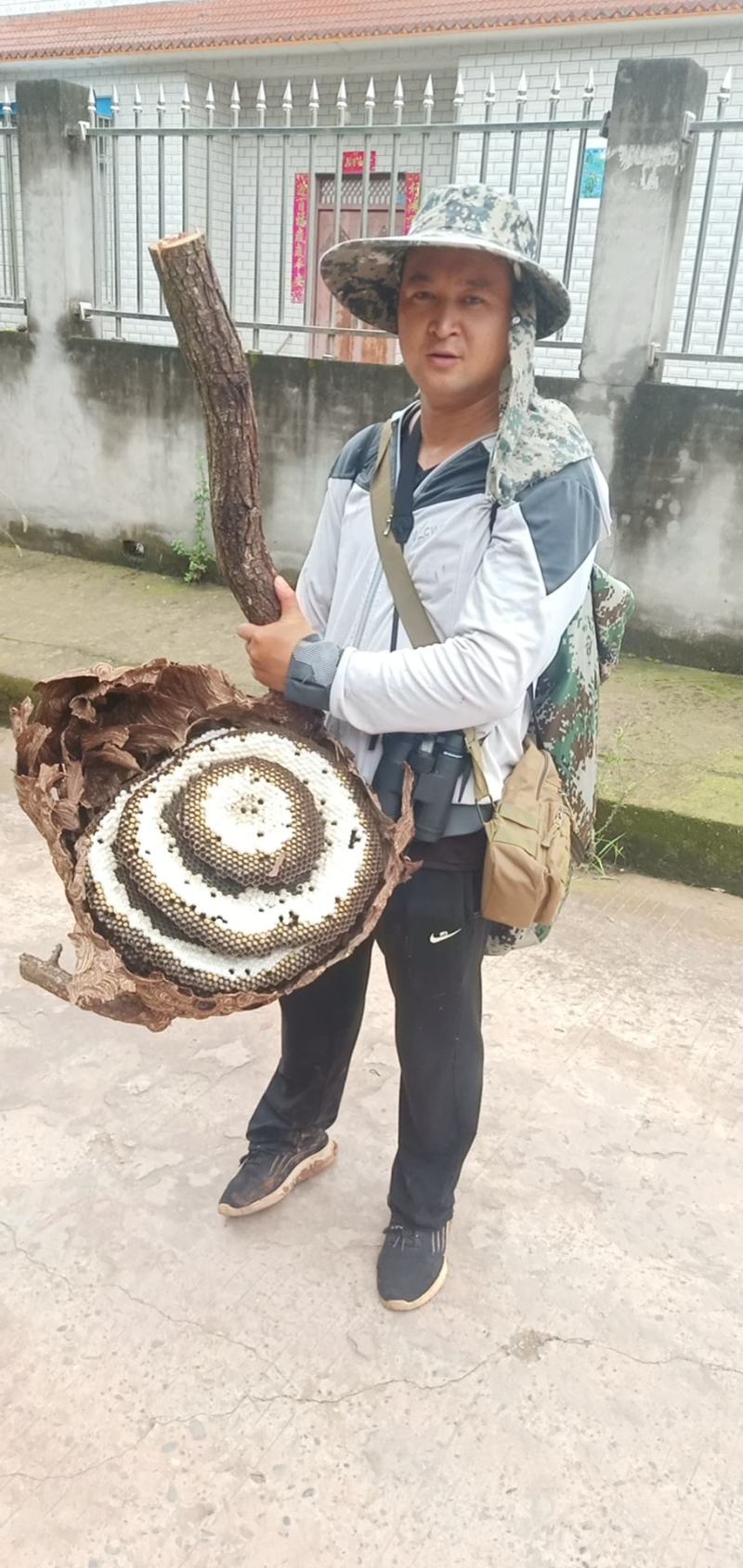 树蜂蛹带巢