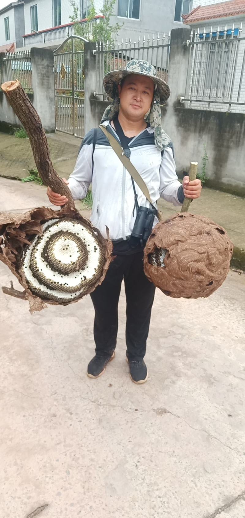 树蜂蛹带巢