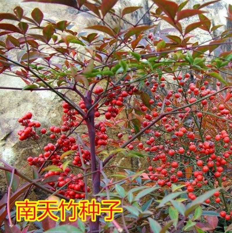 当年新采集南天竹种子楠天竹种子林木种子红天竹种子