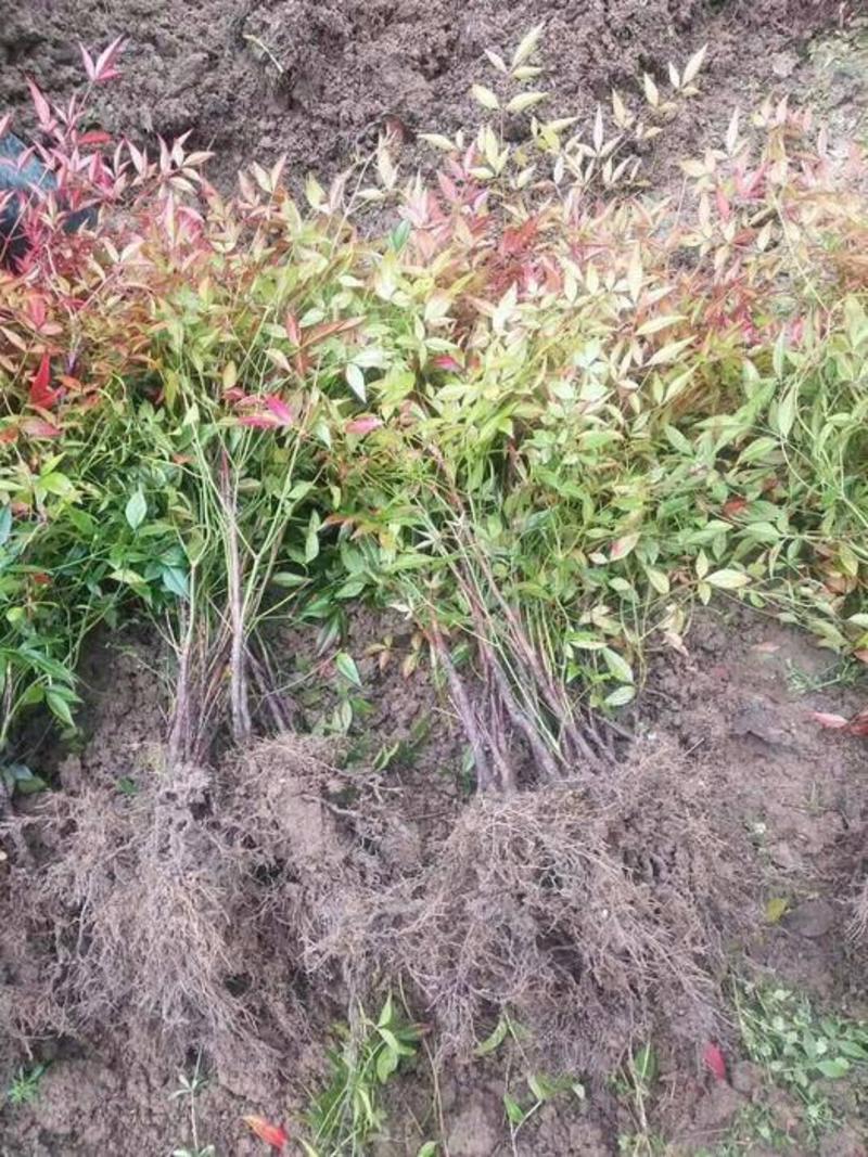 当年新采集南天竹种子楠天竹种子林木种子红天竹种子