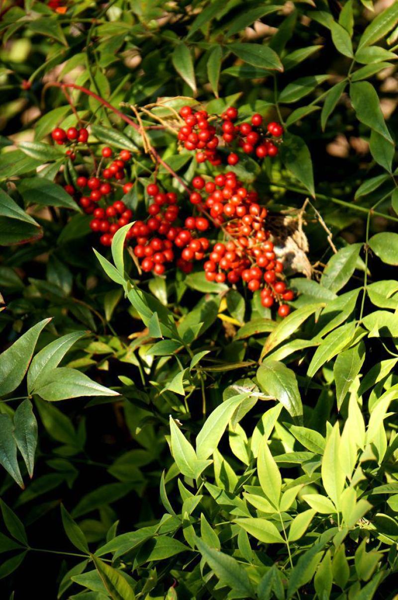 当年新采集南天竹种子楠天竹种子林木种子红天竹种子