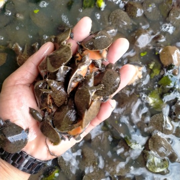 湖南甲鱼苗