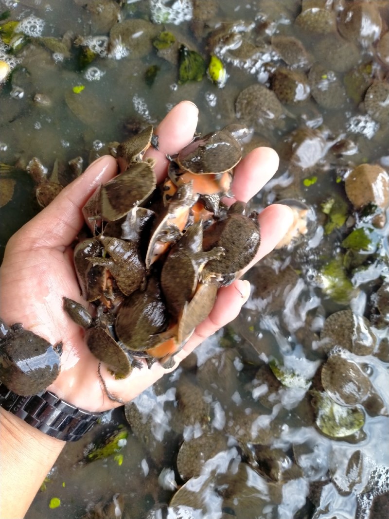 湖南甲鱼苗