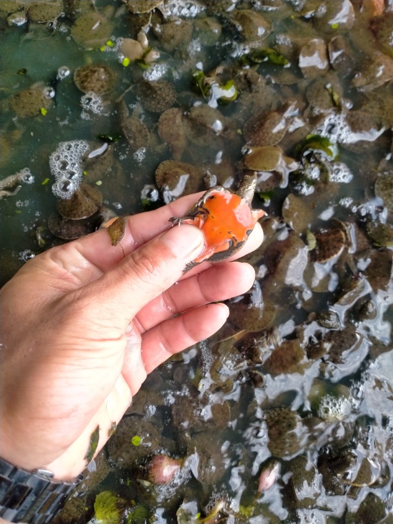 湖南甲鱼苗