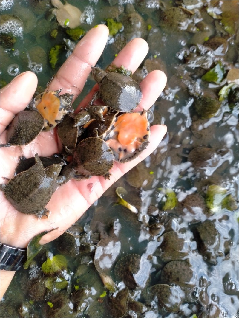 湖南甲鱼苗