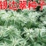 公园绿化工程景观花卉植物花海草花籽银边翠种子四季可播
