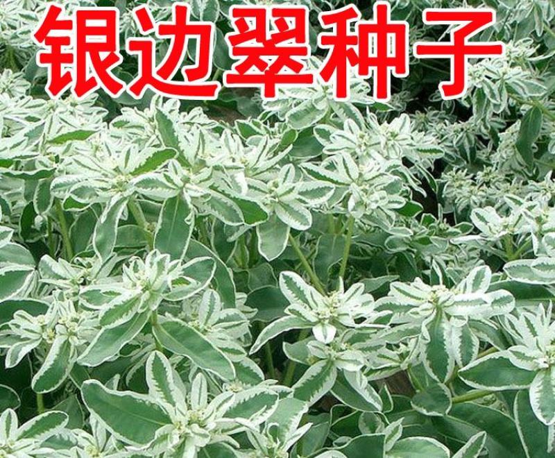 公园绿化工程景观花卉植物花海草花籽银边翠种子四季可播
