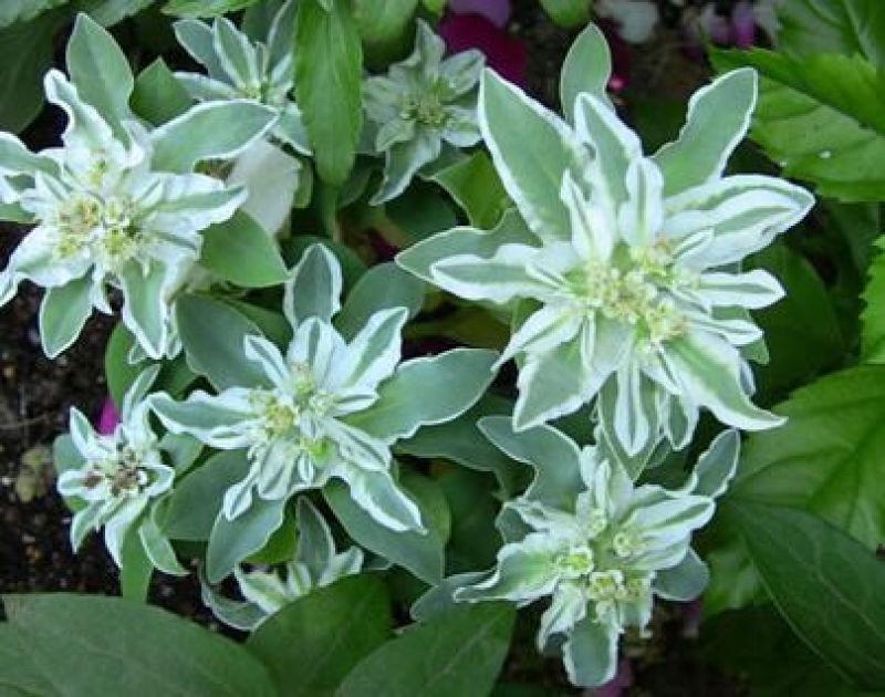 公园绿化工程景观花卉植物花海草花籽银边翠种子四季可播