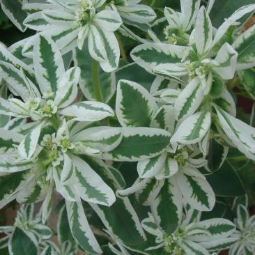 公园绿化工程景观花卉植物花海草花籽银边翠种子四季可播