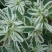 公园绿化工程景观花卉植物花海草花籽银边翠种子四季可播