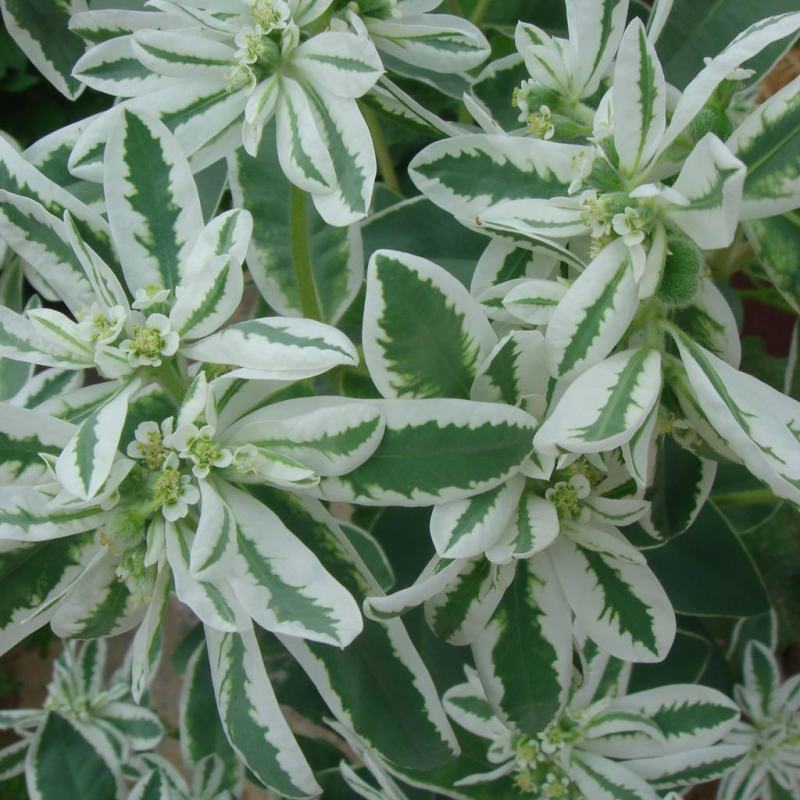 公园绿化工程景观花卉植物花海草花籽银边翠种子四季可播