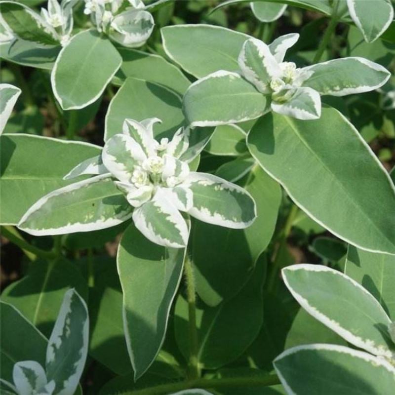 公园绿化工程景观花卉植物花海草花籽银边翠种子四季可播