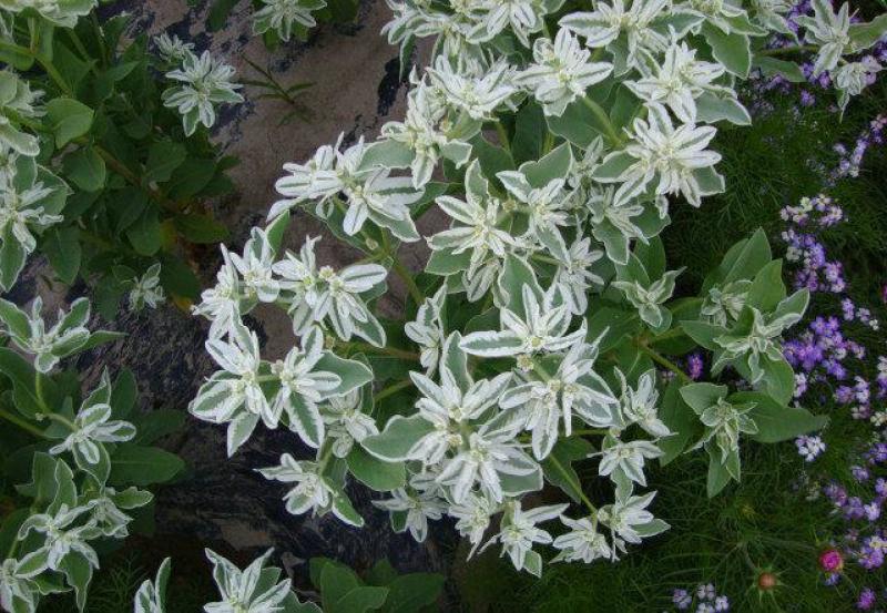 公园绿化工程景观花卉植物花海草花籽银边翠种子四季可播