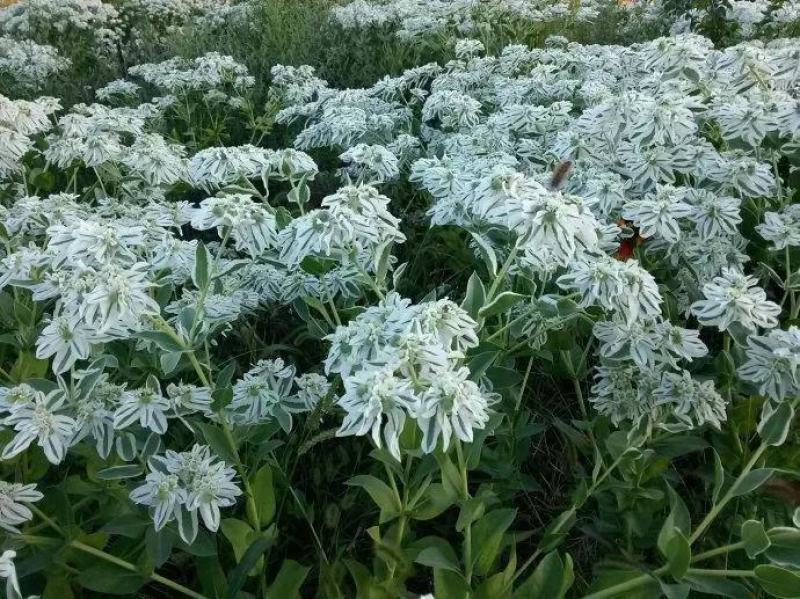 公园绿化工程景观花卉植物花海草花籽银边翠种子四季可播