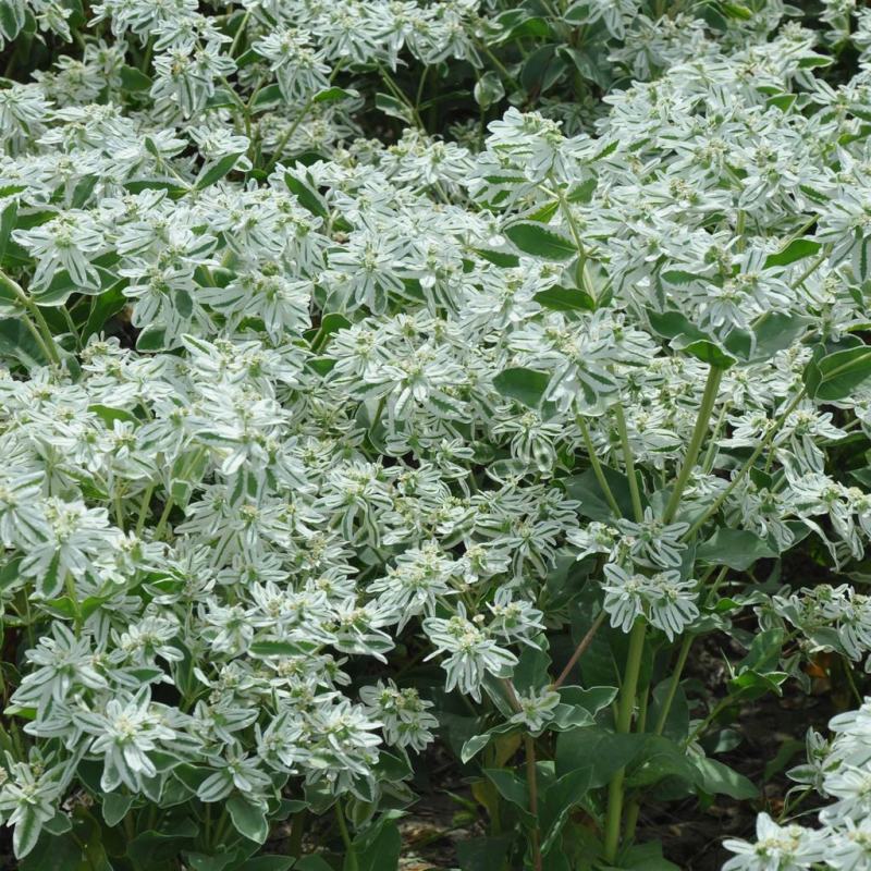 公园绿化工程景观花卉植物花海草花籽银边翠种子四季可播