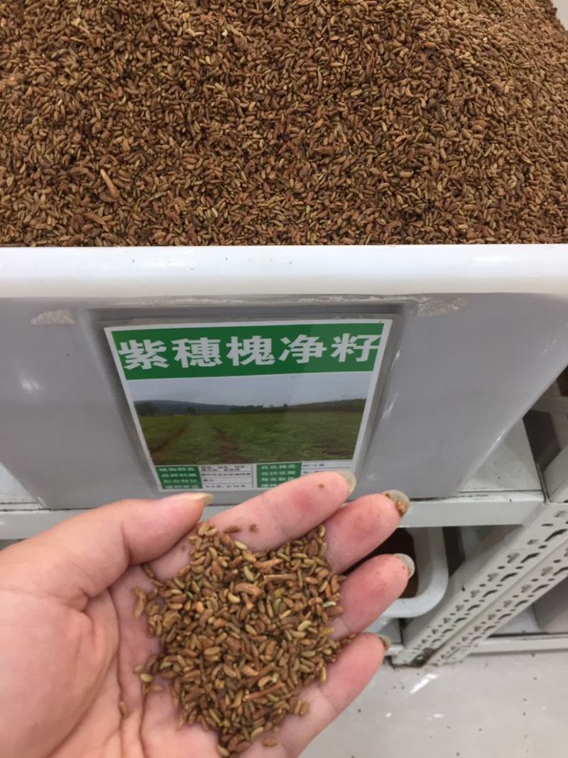 紫穗槐种子快速生长棉槐椒条穗花槐紫翠槐板条树种籽固土护坡