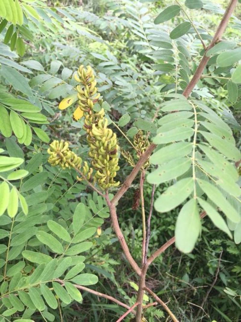 紫穗槐种子快速生长棉槐椒条穗花槐紫翠槐板条树种籽固土护坡