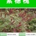 紫穗槐种子快速生长棉槐椒条穗花槐紫翠槐板条树种籽固土护坡