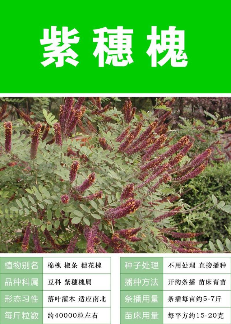 紫穗槐种子快速生长棉槐椒条穗花槐紫翠槐板条树种籽固土护坡