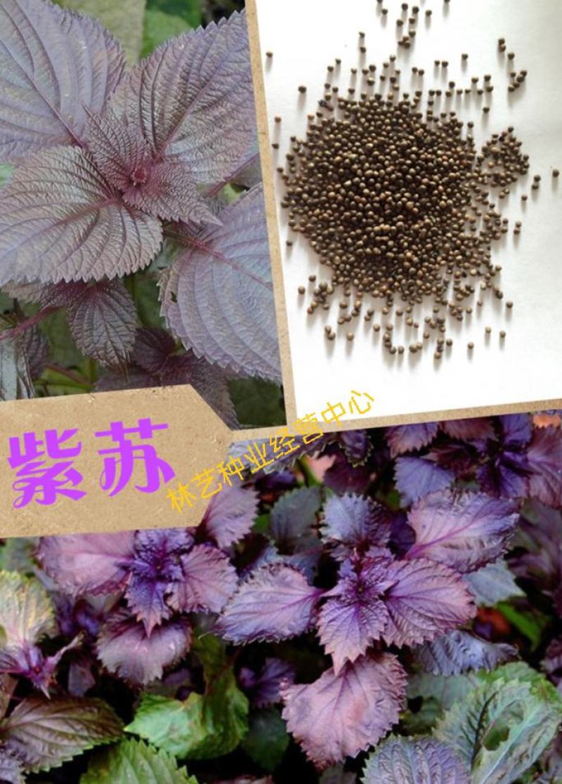 紫苏种子食用紫苏草种子家庭阳台室内盆栽室外庭院四季