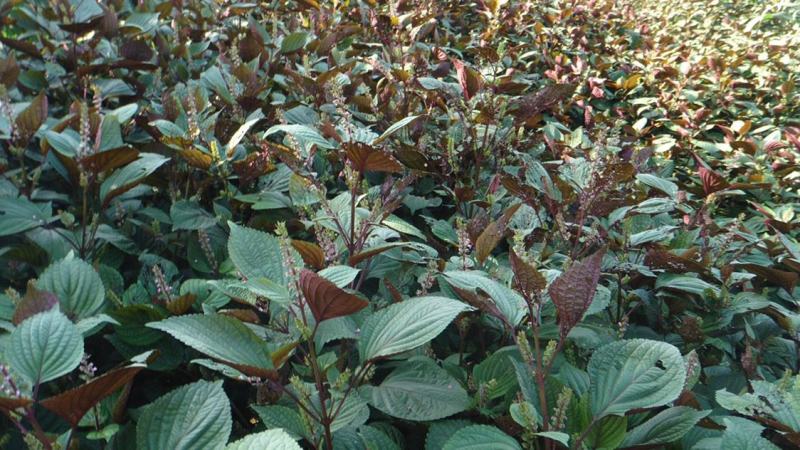 紫苏种子食用紫苏草种子家庭阳台室内盆栽室外庭院四季