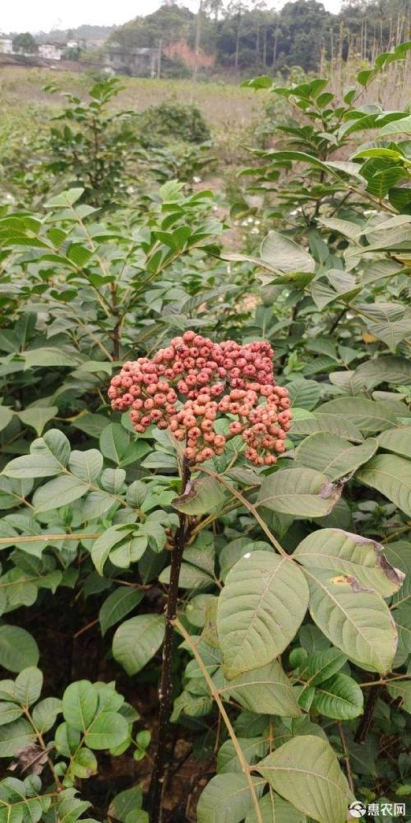 优质吴茱萸种子小花中花吴萸茶辣漆辣子臭檀种子