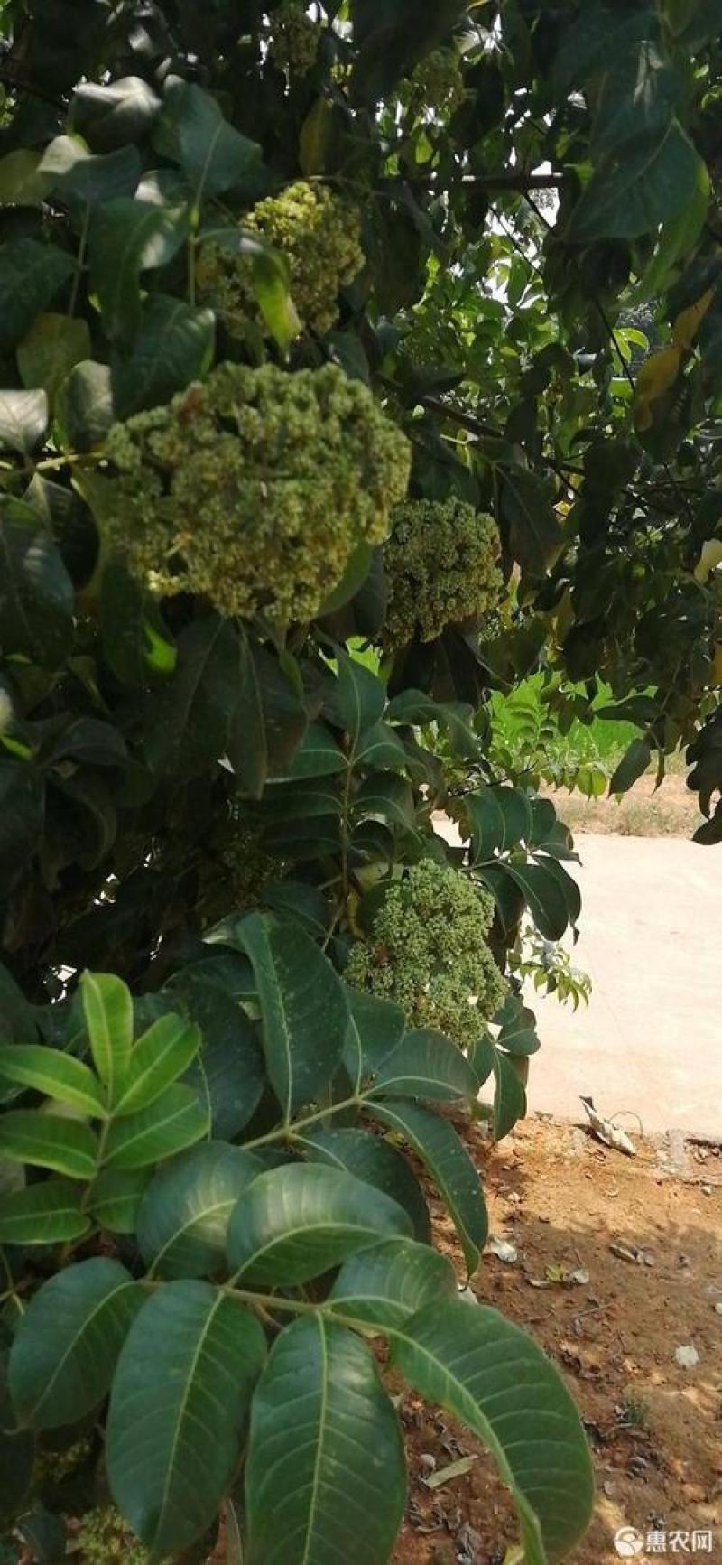 优质吴茱萸种子小花中花吴萸茶辣漆辣子臭檀种子