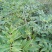 优质吴茱萸种子小花中花吴萸茶辣漆辣子臭檀种子
