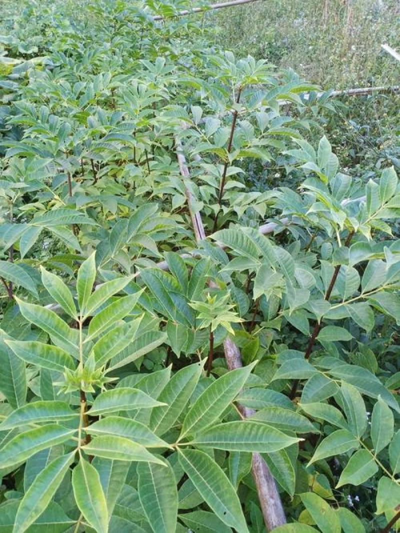 优质吴茱萸种子小花中花吴萸茶辣漆辣子臭檀种子