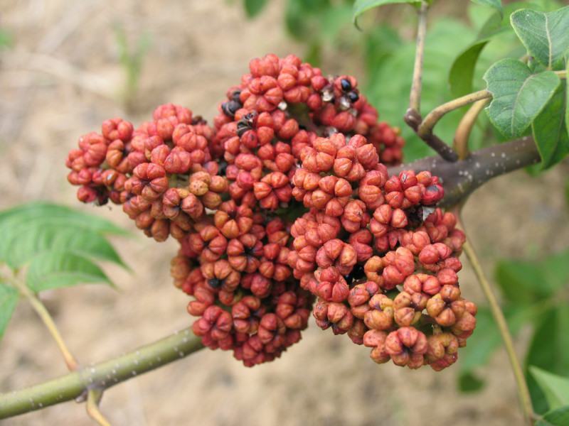 优质吴茱萸种子小花中花吴萸茶辣漆辣子臭檀种子