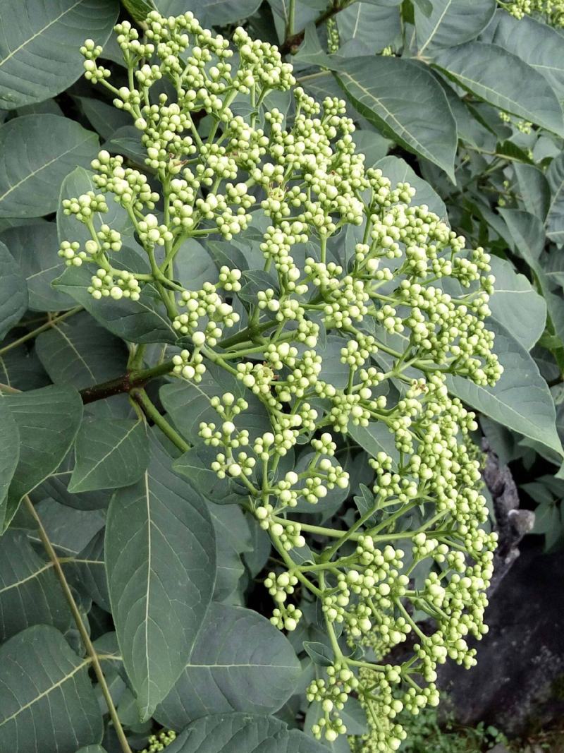 优质吴茱萸种子小花中花吴萸茶辣漆辣子臭檀种子