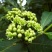 优质吴茱萸种子小花中花吴萸茶辣漆辣子臭檀种子