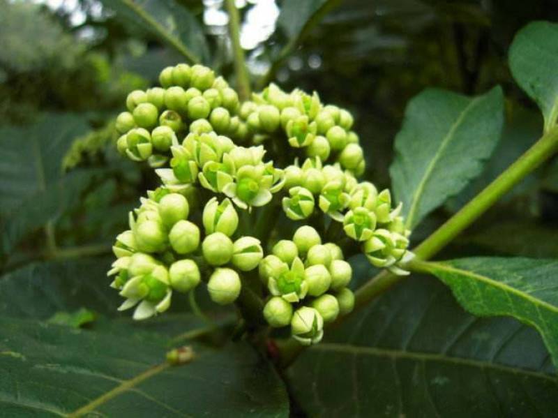 优质吴茱萸种子小花中花吴萸茶辣漆辣子臭檀种子