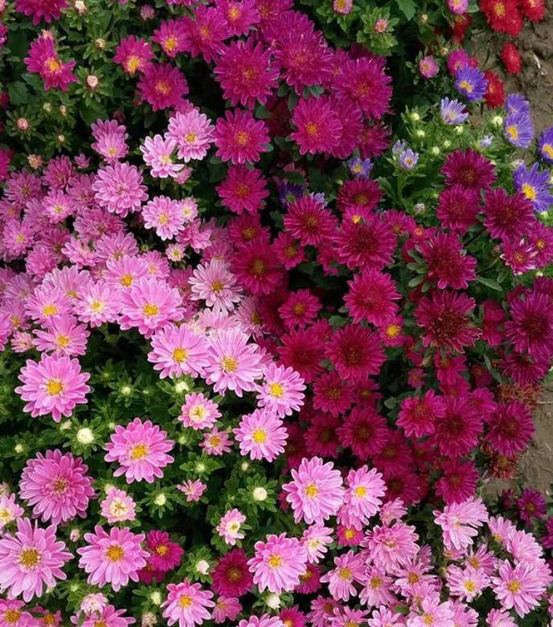 玲珑菊花种子矮生盆栽花卉四季种阳台室内外小雏菊花种籽