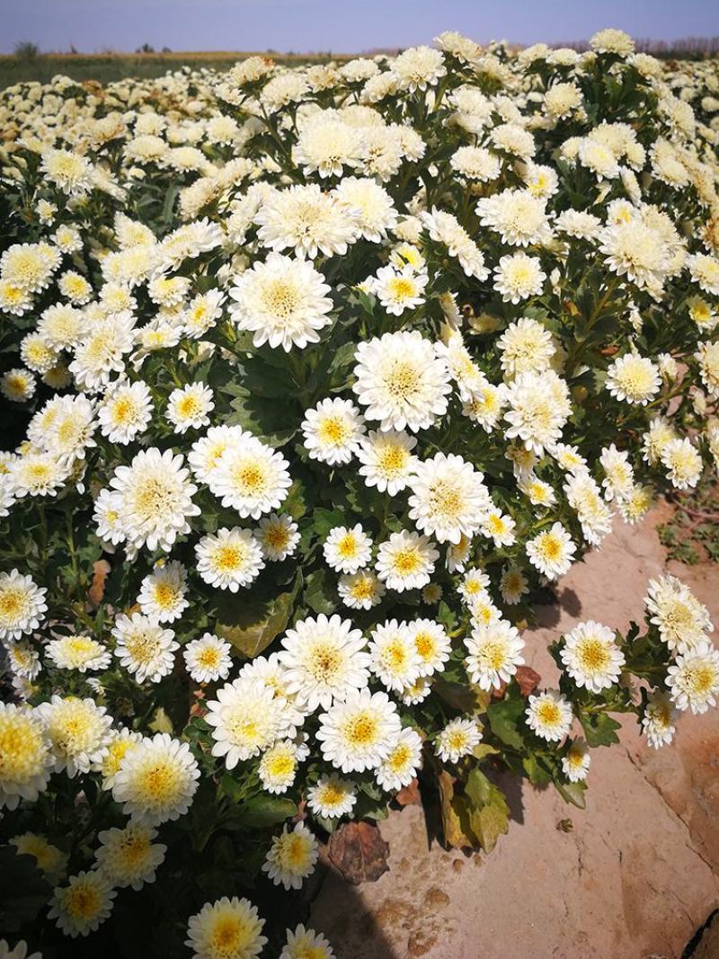 玲珑菊花种子矮生盆栽花卉四季种阳台室内外小雏菊花种籽