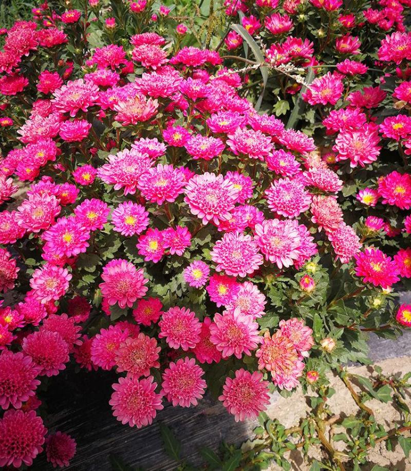 玲珑菊花种子矮生盆栽花卉四季种阳台室内外小雏菊花种籽