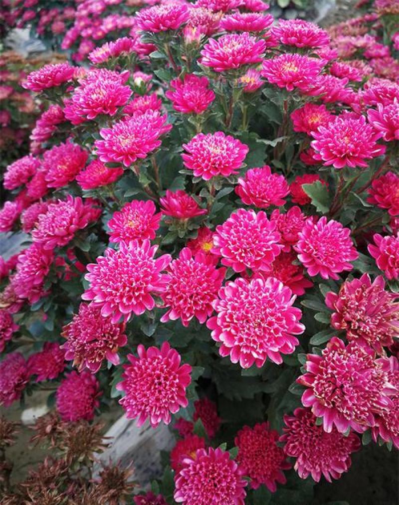 玲珑菊花种子矮生盆栽花卉四季种阳台室内外小雏菊花种籽