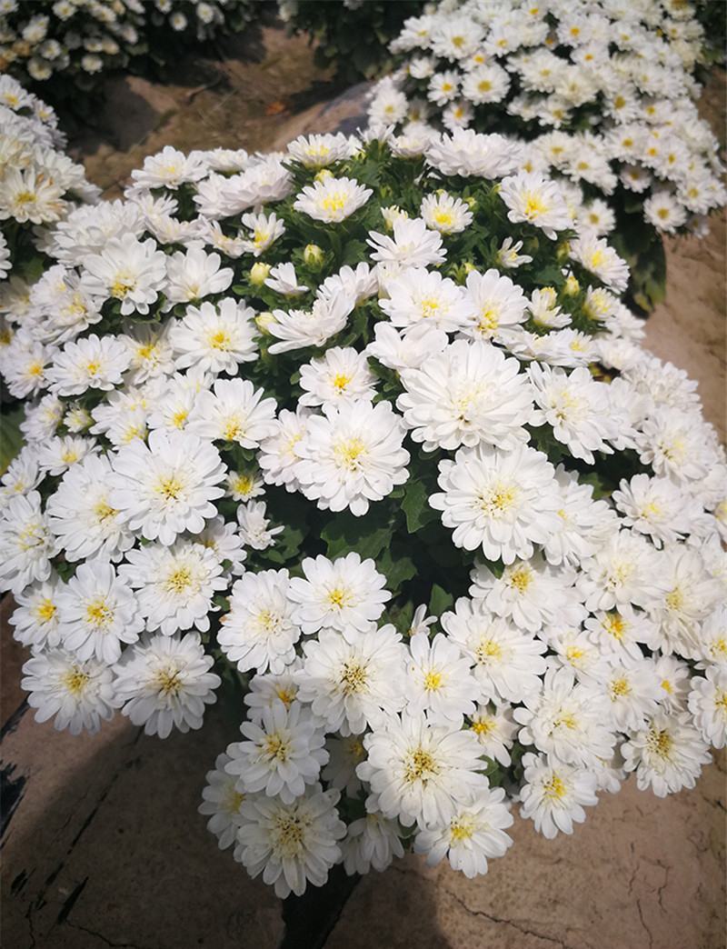 玲珑菊花种子矮生盆栽花卉四季种阳台室内外小雏菊花种籽