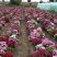 玲珑菊花种子矮生盆栽花卉四季种阳台室内外小雏菊花种籽