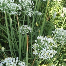 莘县韭菜花
