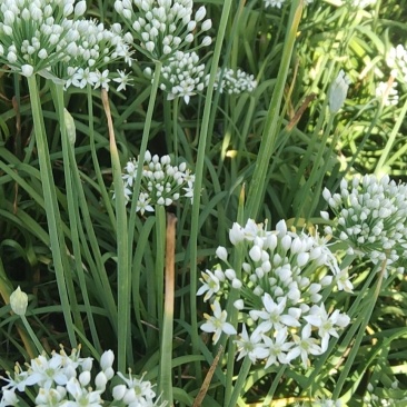 莘县韭菜花