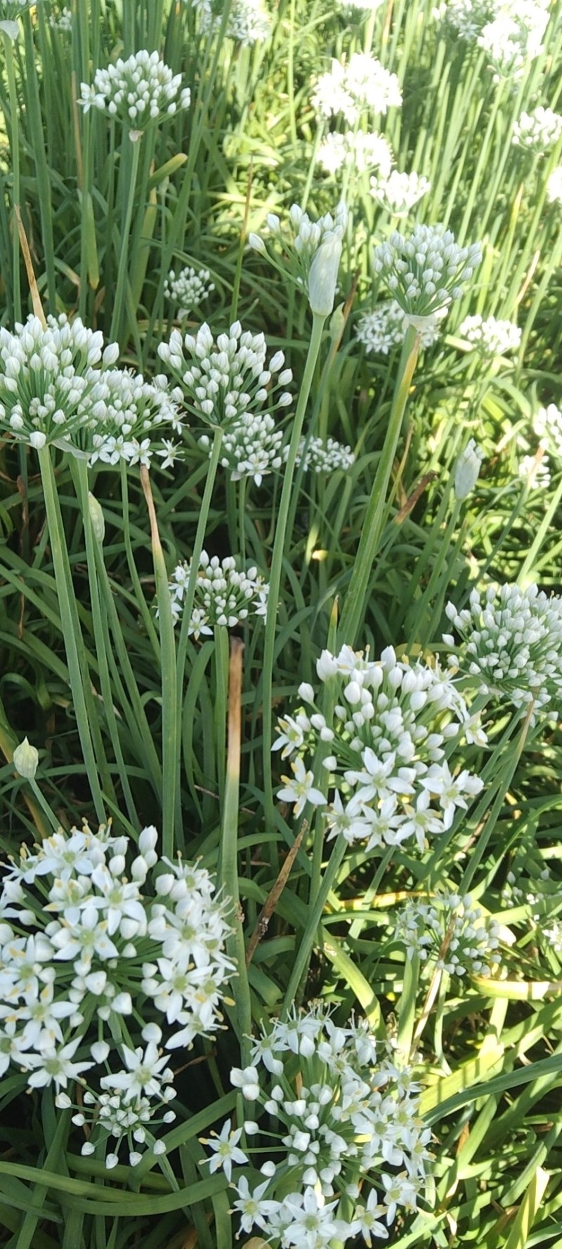 莘县韭菜花