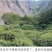 特级珍稀黄金芽茶叶2021年明前新茶春茶高山绿茶安吉白茶