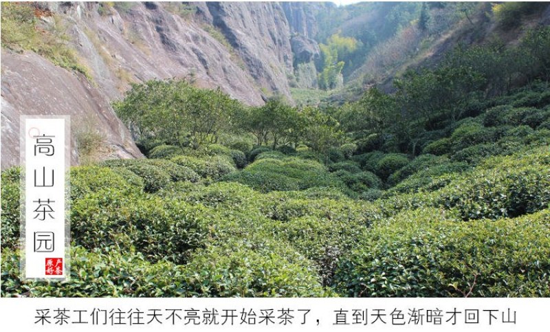 特级珍稀黄金芽茶叶2021年明前新茶春茶高山绿茶安吉白茶