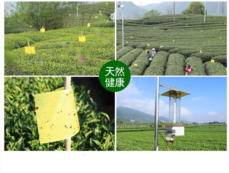 特级珍稀黄金芽茶叶2021年明前新茶春茶高山绿茶安吉白茶