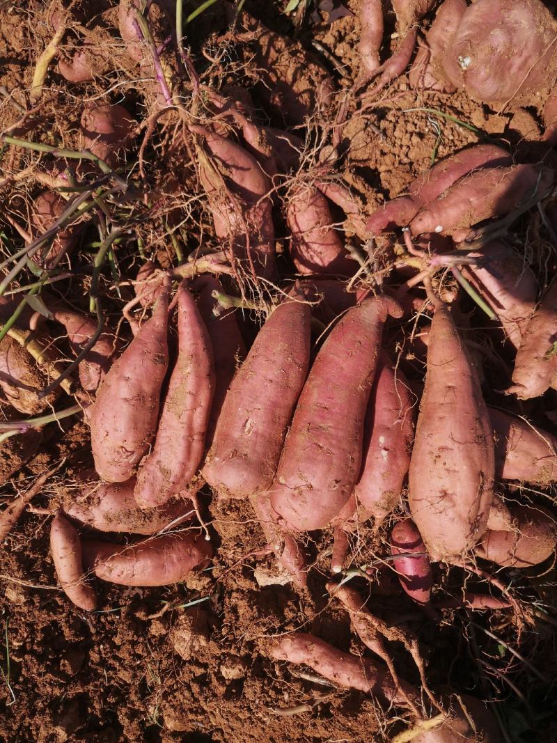 红薯现挖旱地蜜薯红皮白心哈蜜冰糖心洛阳伊川基地直发