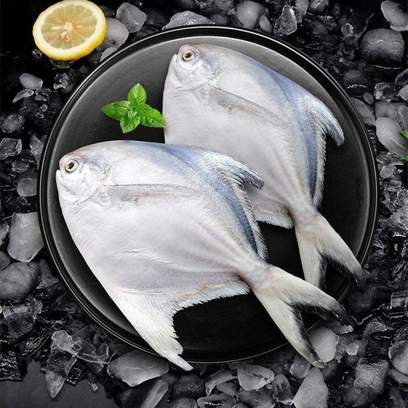 舟山银鲳鱼新鲜银鲳鱼鲜活速冻银鲳鱼白鲳鱼新鲜平鱼