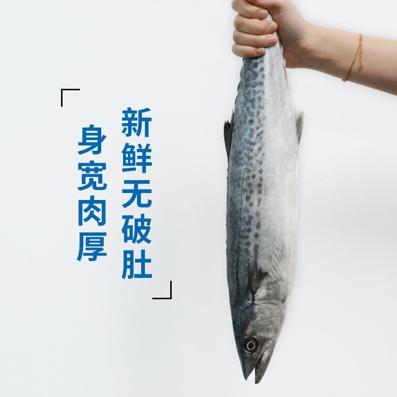 青岛当地鲅鱼新鲜马鲛鱼鲜活速冻马鲛鱼鲅鱼鲅鱼马鲛
