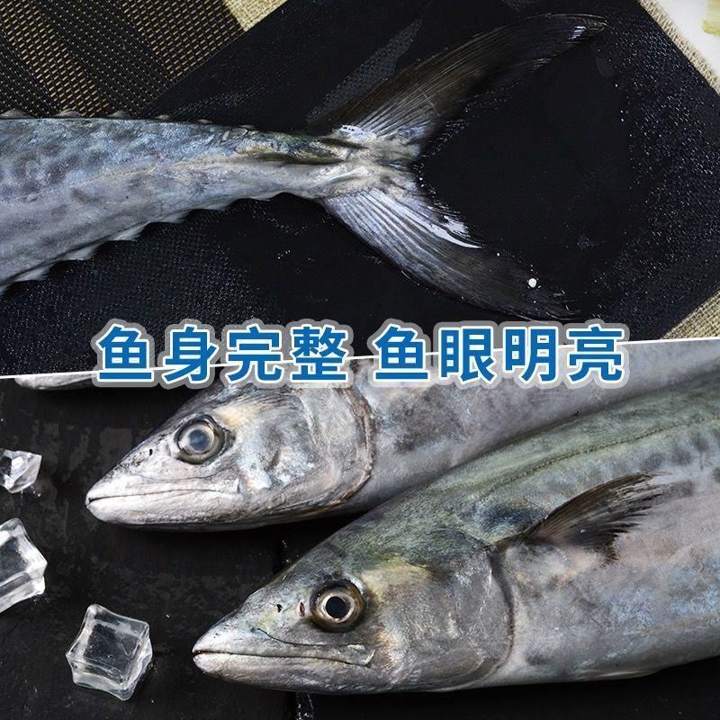 青岛当地鲅鱼新鲜马鲛鱼鲜活速冻马鲛鱼鲅鱼鲅鱼马鲛